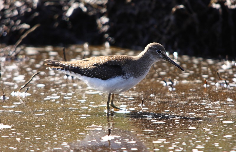 Solitary Sandpiper