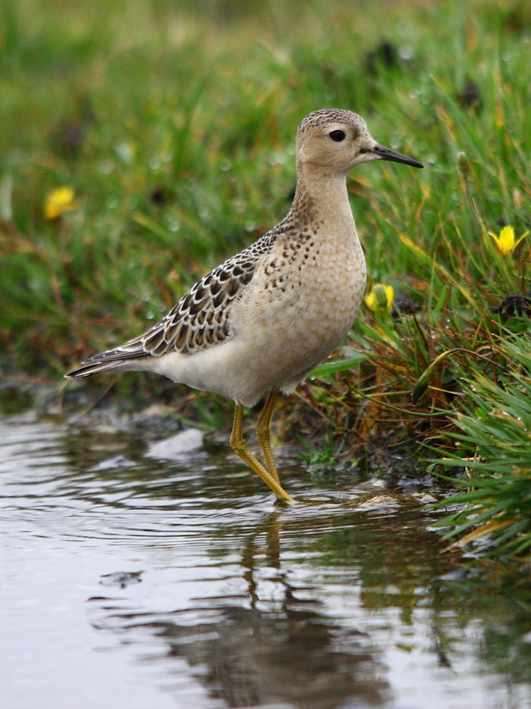 Buff-breasted Sandpiper