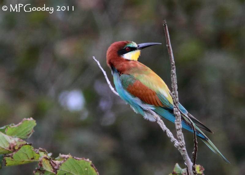 Bee-eater