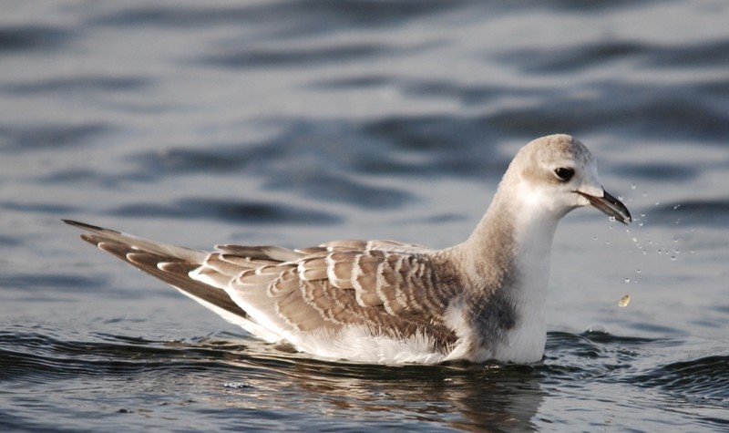 Sabine's Gull
