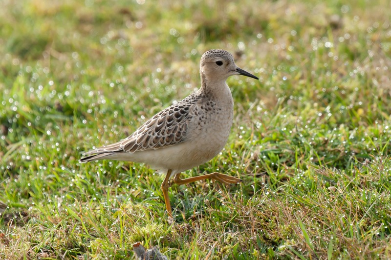 Buff-breasted Sandpiper