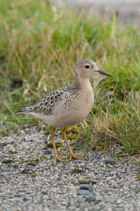 Buff-breasted Sandpiper