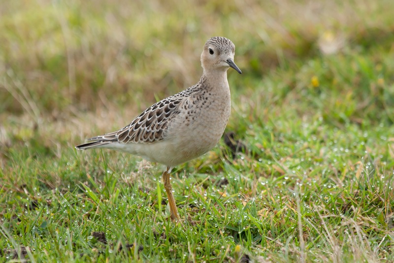 Buff-breasted Sandpiper