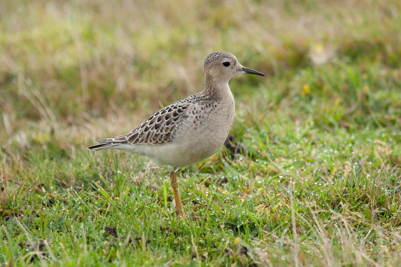 Buff-breasted Sandpiper