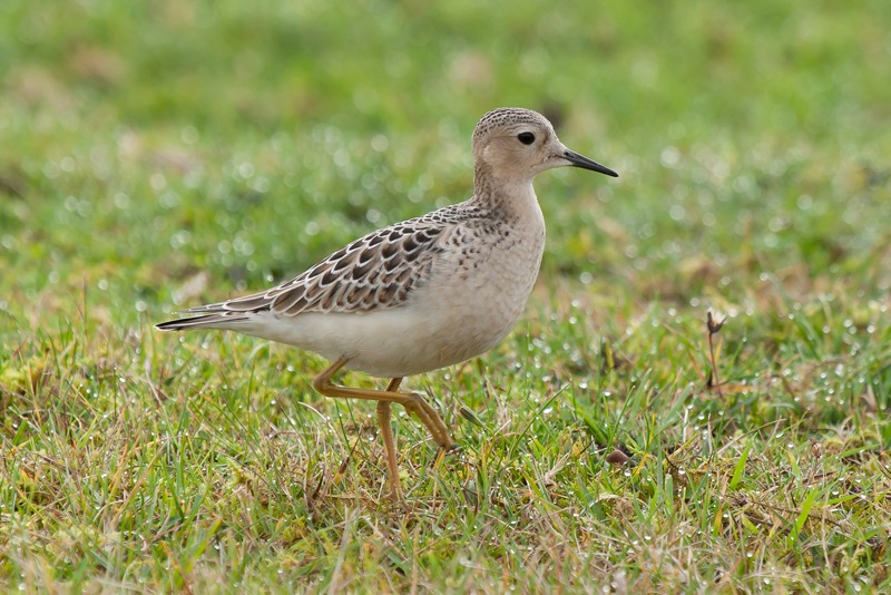 Buff-breasted Sandpiper