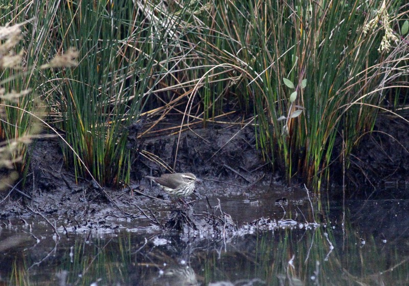 Northern Waterthrush