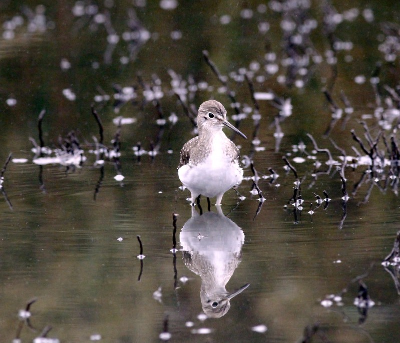 Solitary Sandpiper