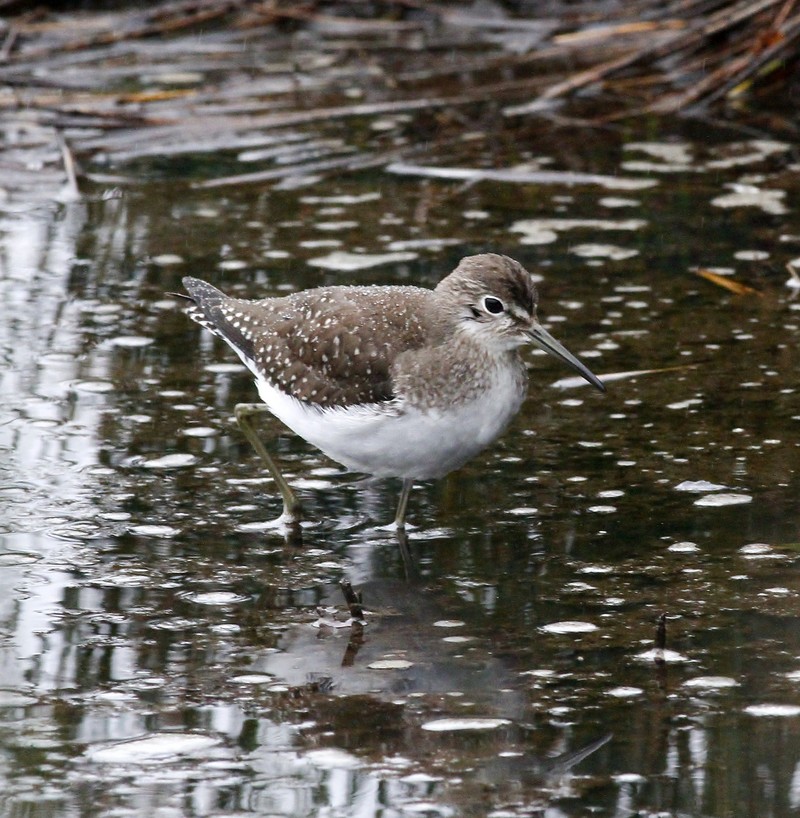 Solitary Sandpiper