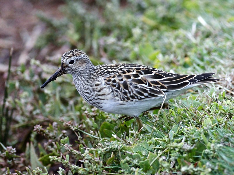 Pectoral Sandpiper
