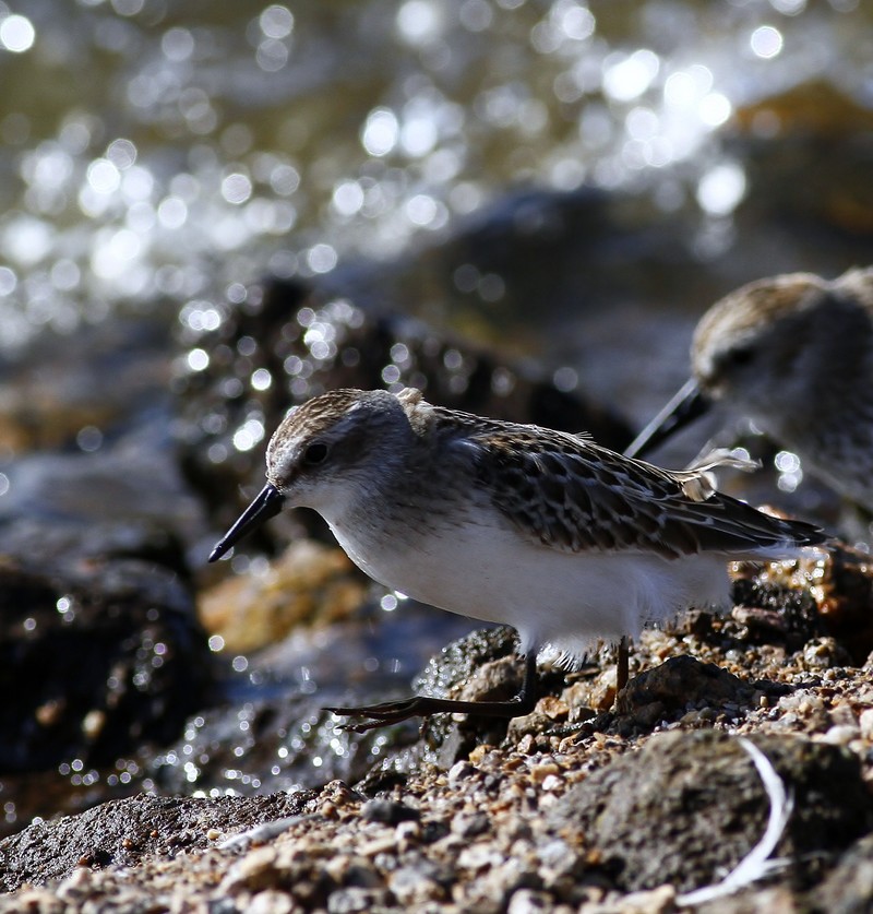 Semipalmated Sandpiper