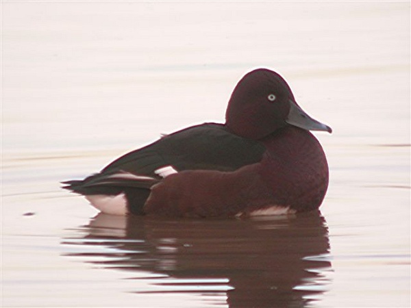 Ferruginous Duck