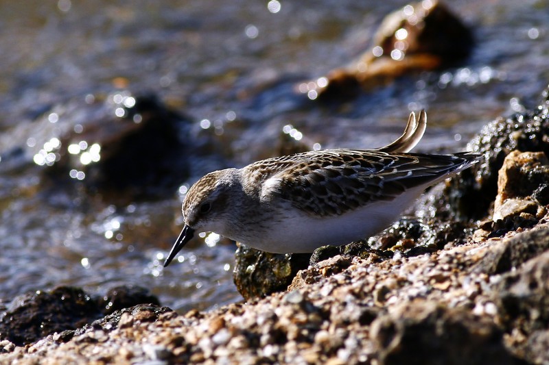 Semipalmated Sandpiper