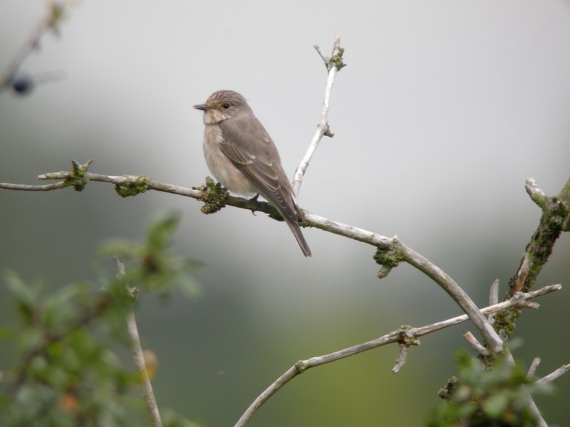 Spotted Flycatcher