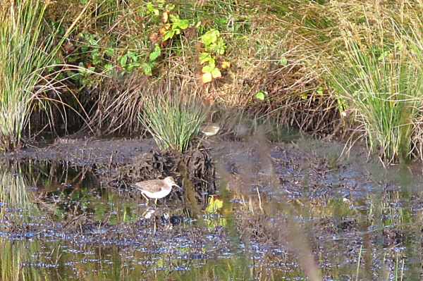 Solitary Sandpiper