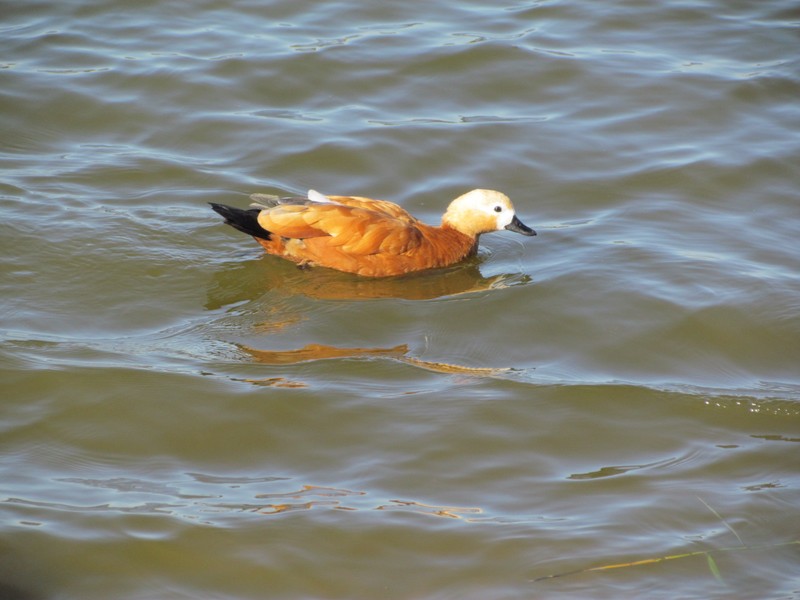 Ruddy Shelduck