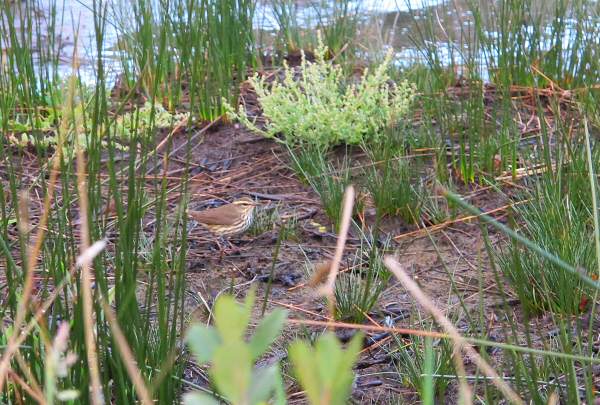 Northern Waterthrush