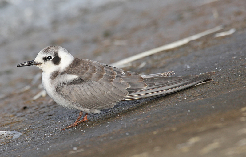 American Black Tern
