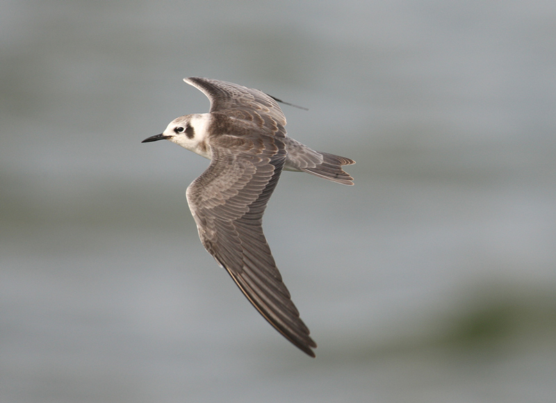 American Black Tern