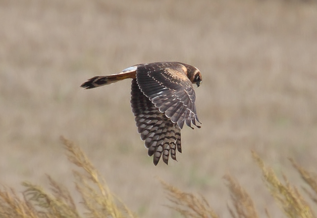 Pallid Harrier
