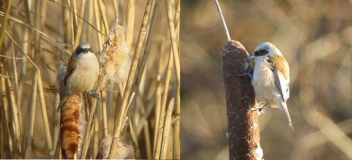 Penduline Tit