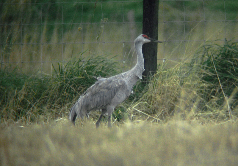 Sandhill Crane