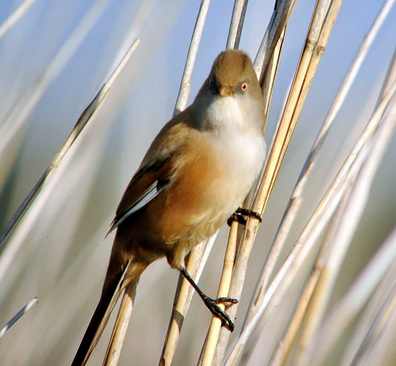 Bearded Tit