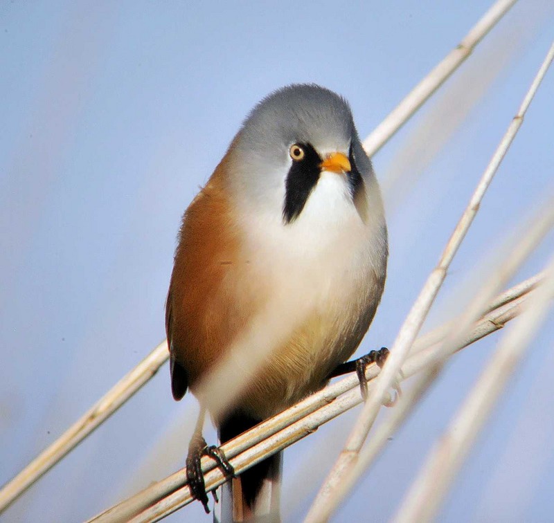 Bearded Tit