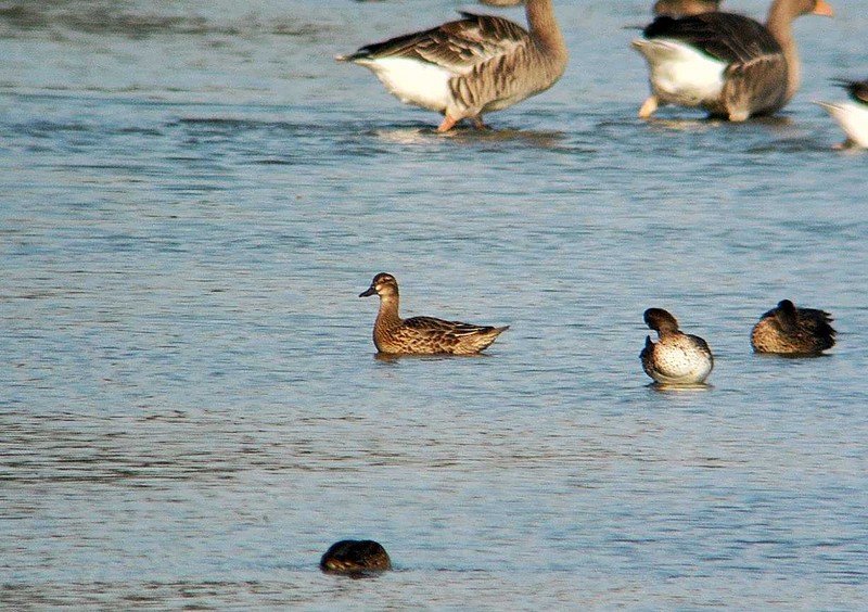 Garganey