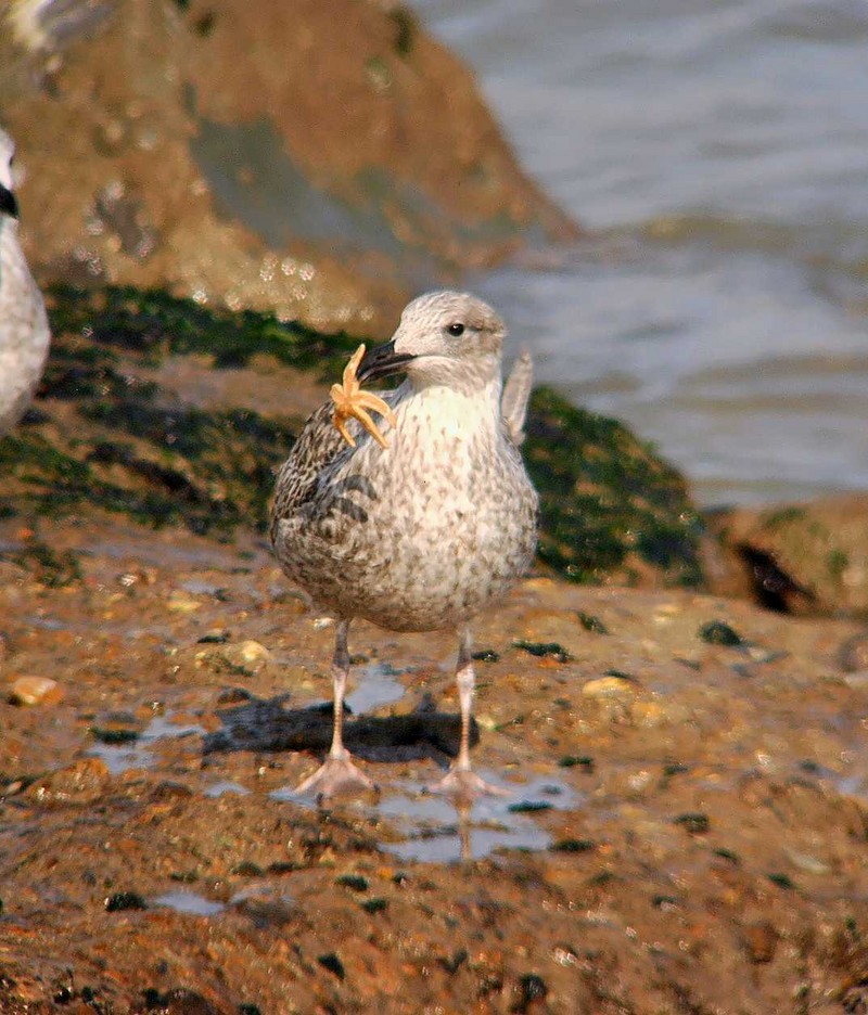Herring Gull
