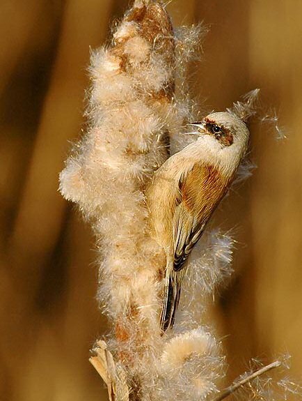 Penduline Tit