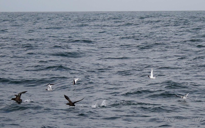 Sabine's Gull