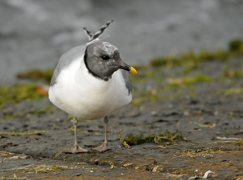 Sabine's Gull
