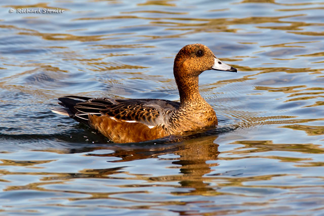 Wigeon