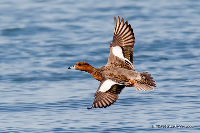 Wigeon