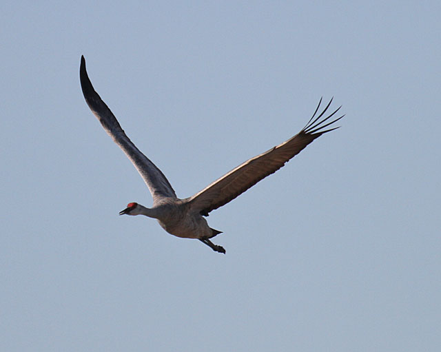 Sandhill Crane
