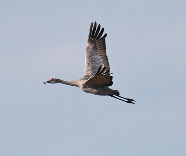 Sandhill Crane