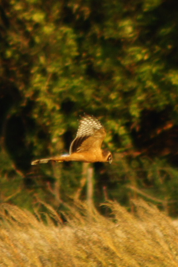 Pallid Harrier