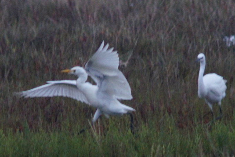 Cattle Egret