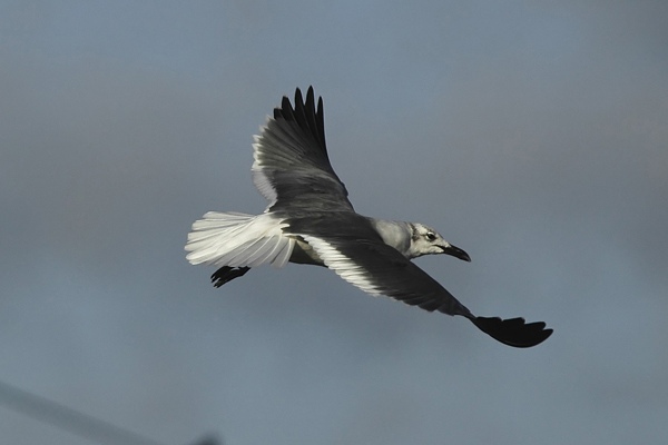 Laughing Gull
