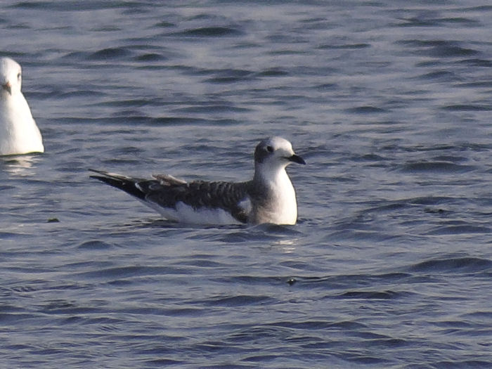 Sabine's Gull