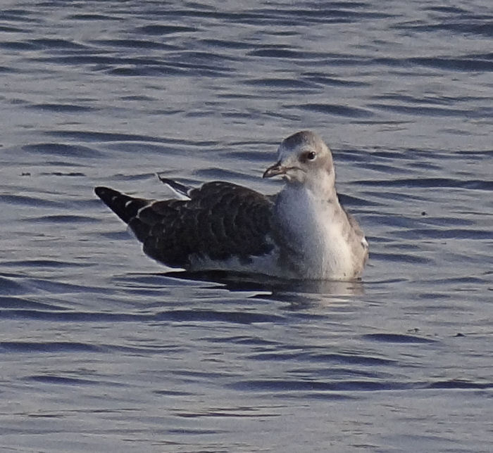 Sabine's Gull
