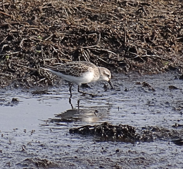 Semipalmated Sandpiper