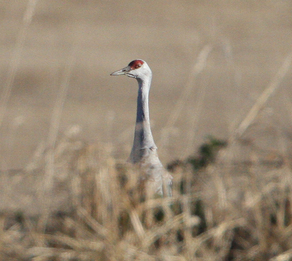 Sandhill Crane