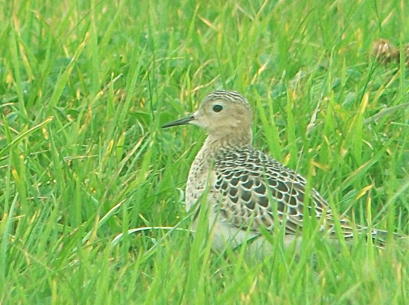 Buff-breasted Sandpiper