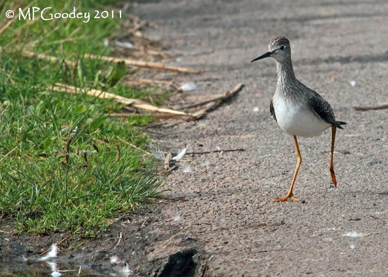 Lesser Yellowlegs