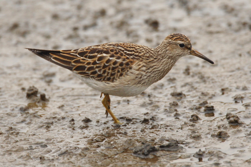 Pectoral Sandpiper