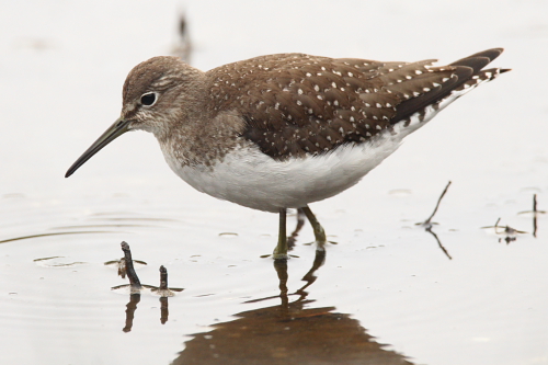 Solitary Sandpiper