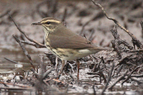 Northern Waterthrush