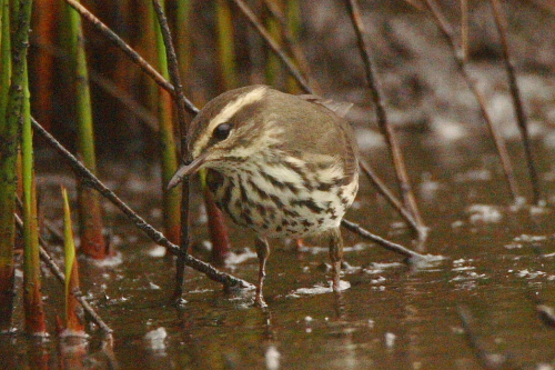 Northern Waterthrush