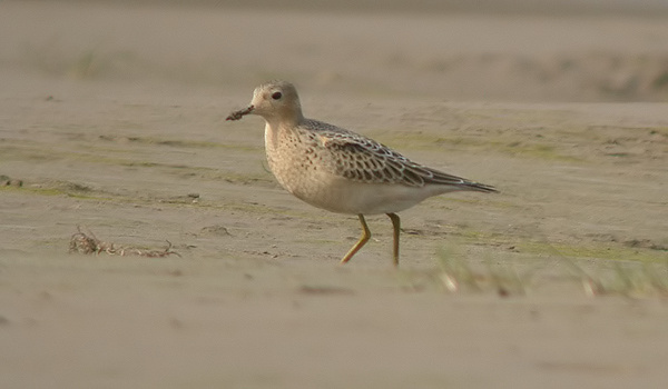 Buff-breasted Sandpiper